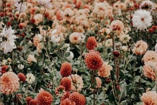 Bloom example image for extracting floral color palettes