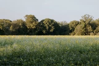 Field example image for extracting natural green palettes