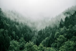 Forest example image for extracting green and earth tone palettes